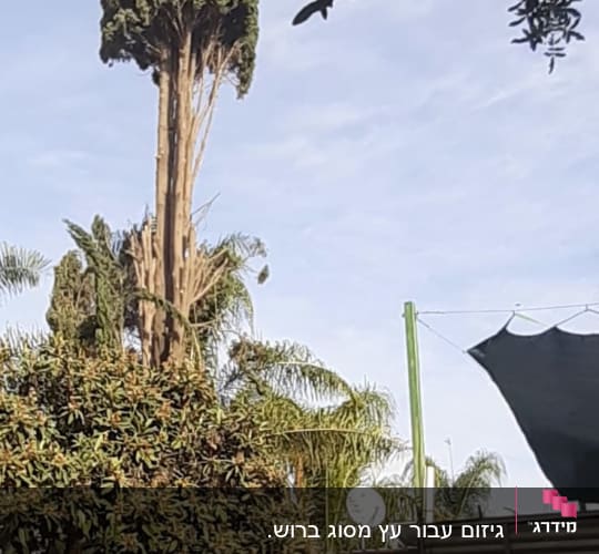 תספורת לברוש של כ24 מטר על פי החוק 